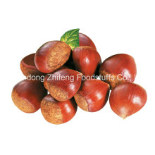2016 Chinese Organic Fresh Chestnut